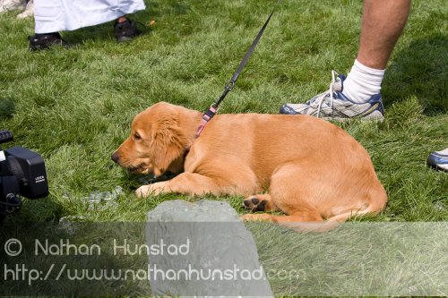 Puppy_2008-09-01_IMG_1834